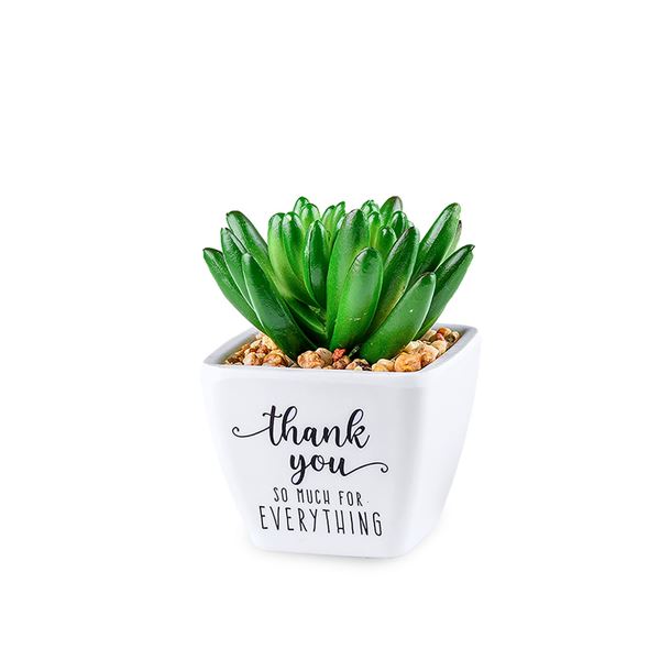 Sentiment Succulents