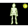 SKELETON 29X13 CM GLOW IN THE DARK 6 U