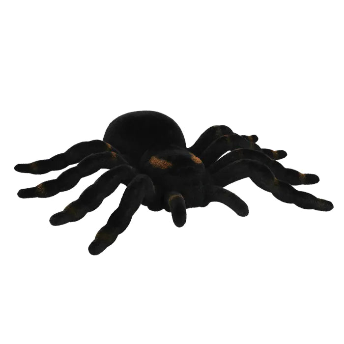 Spider Tarantula