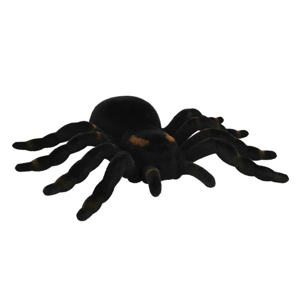 Spider Tarantula